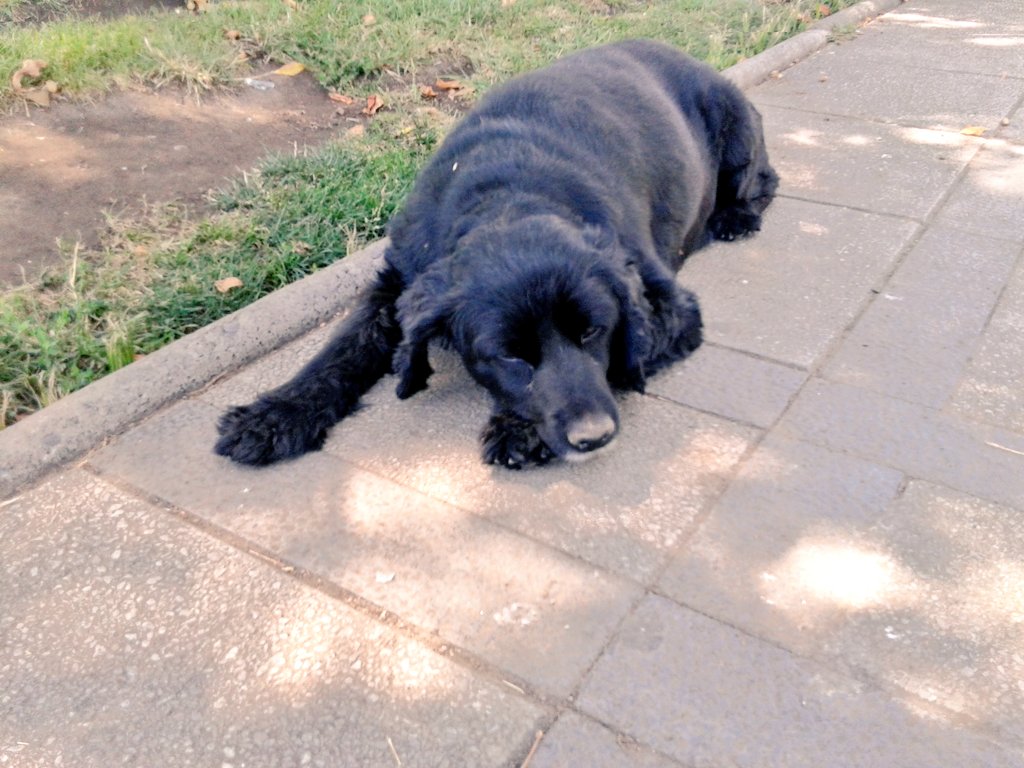Jobrice's tweet photo. @jananeme llego a la plaza de renca. Debe ser de casa, tiene colita cortada. Ojala alguien lo reconozca!!! https://t.co/RneHMjxoCi