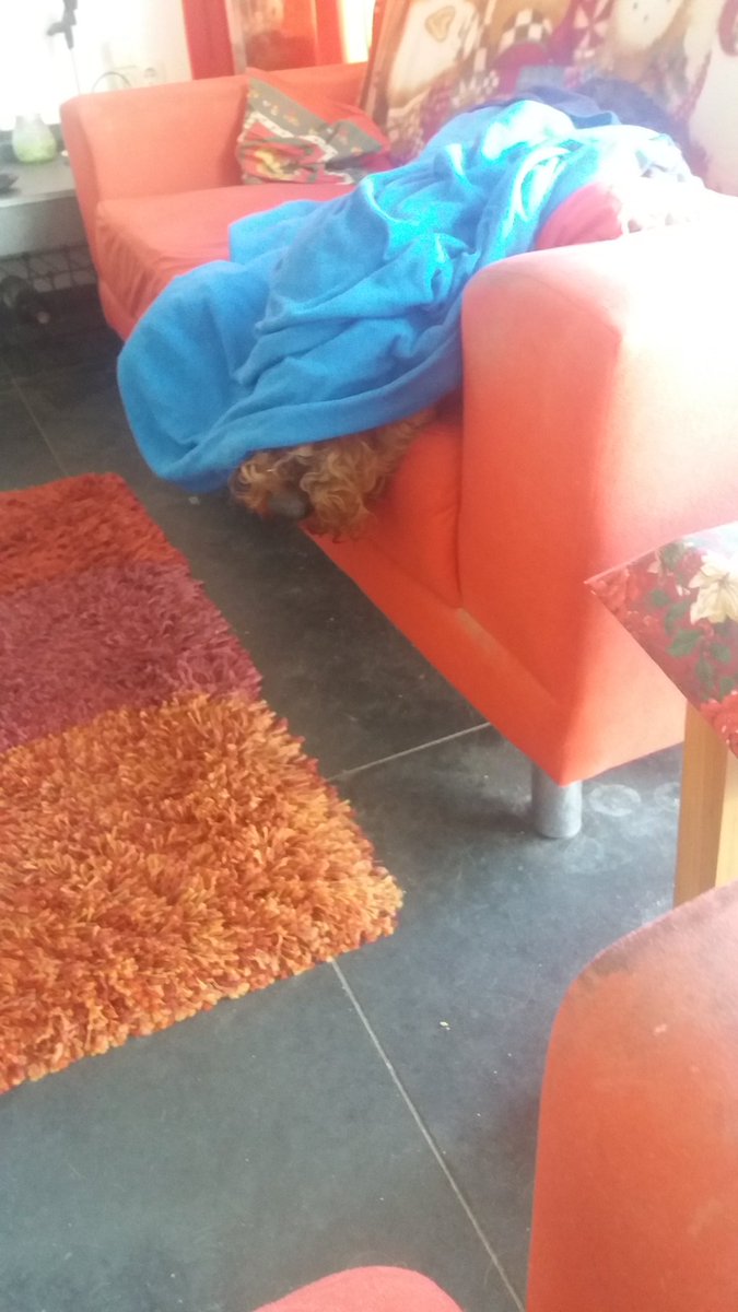 PenguinBattler's tweet photo. First thing I see when I come downstairs. https://t.co/8hhSUXQEvq