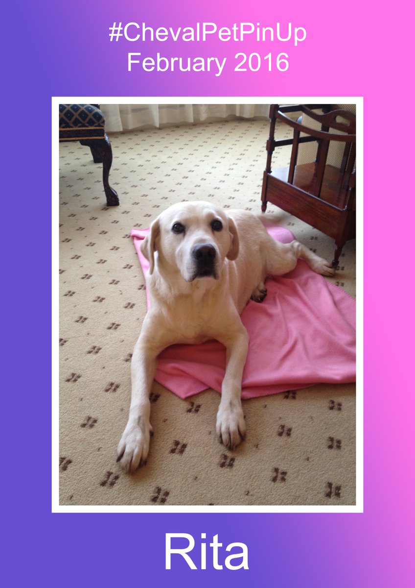 Cheval_Global's tweet photo. Rita is such a beauty. The perfect #ChevalPetPinUp for February! #PetWelcoming https://t.co/zC9mBkhI0O