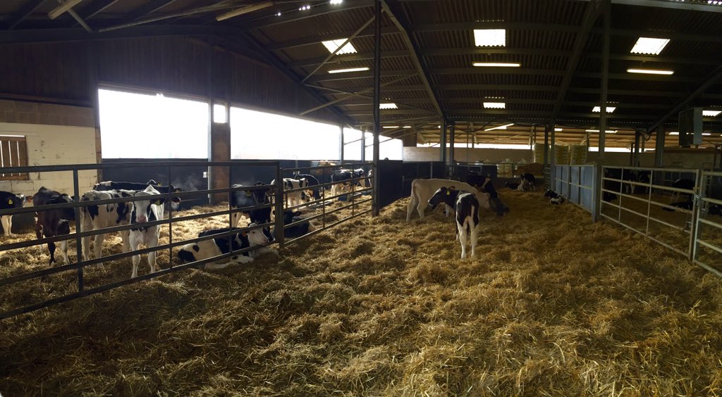 Farmerrach's tweet photo. My veal boys kicking back on a chilly Thursday morning #laidbacklife https://t.co/95wt1GLrmS