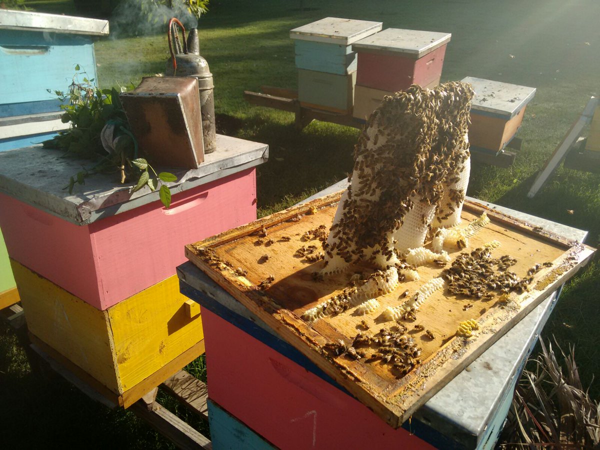 Ecopirque's tweet photo. La segunda cosecha #beebeautifull #beebeautifull #miel #abejas #agriturismo #Pirque #Chile #saludable #beeenergy https://t.co/Xru3hWUaP6
