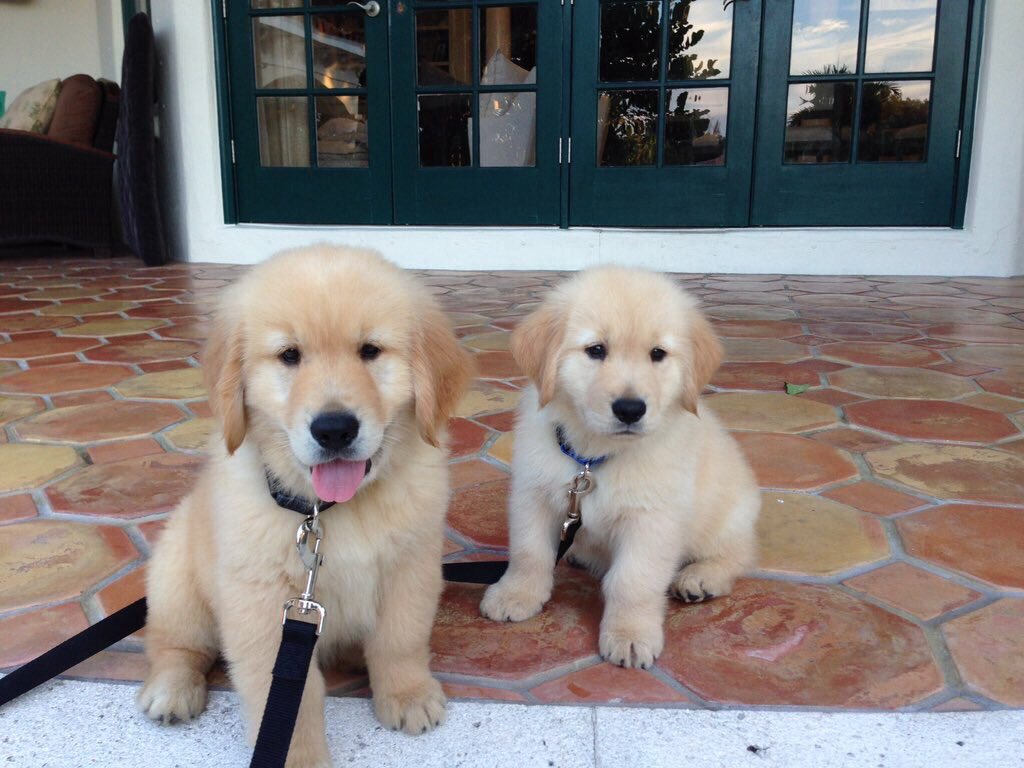 waiibearbie's tweet photo. •Captain &amp; Costa•
นางเป็นเพื่อนรักกัน 🐶🐶
#หมาเป็นสัตว์ปัญญาอ่อน https://t.co/ObFDtTiBKE