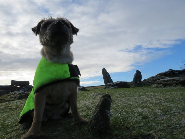 lindylol's tweet photo. We know #Dartmoor's tallest menhir is in #Drizzlecombe - could this be the smallest? ;-D https://t.co/pP5uWXfKf9