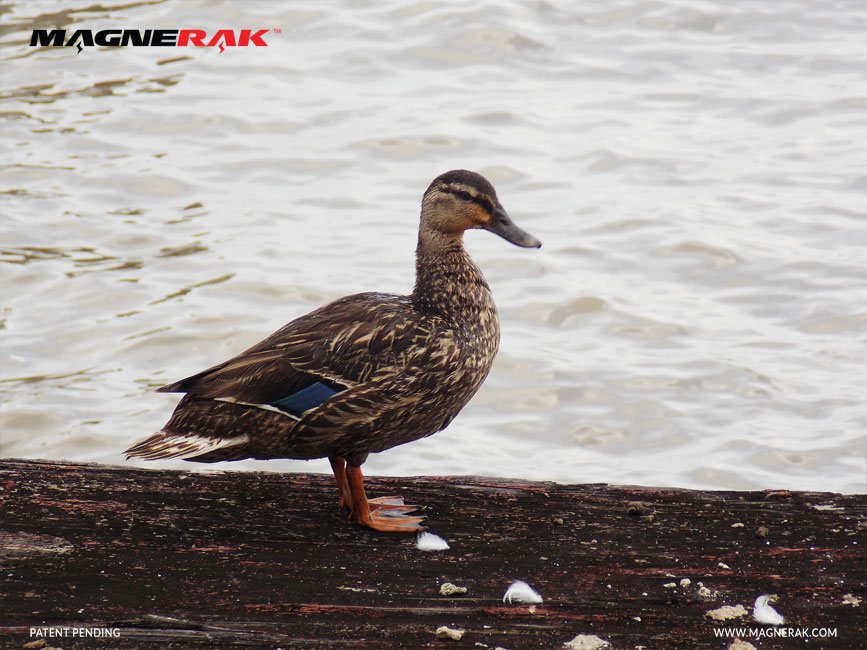 MAGNERAK's tweet photo. #MAGNERAK Uses & Supports #EcoFriendly #Media #GreenPrinting #OutdoorBanners #WeatherProof #PrintedMaterial #Fishing https://t.co/dHD5KXT9jx