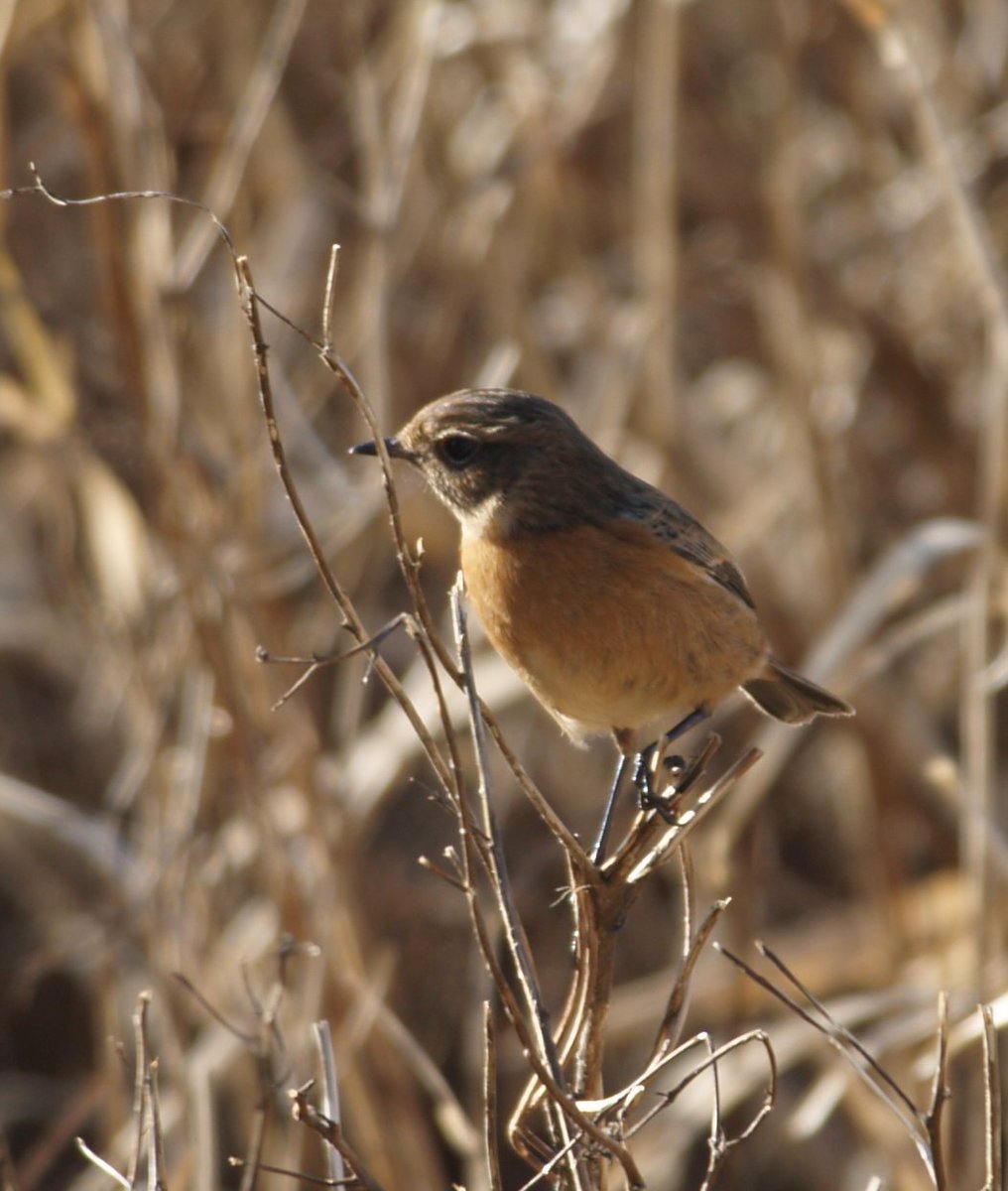 Mi weles i glochdar y cerrig yng Nghilgwri - Dee estuary Parkgate
<a href="/RSPBCymru/">RSPB Cymru</a> <a href="/LNatura2000/">LIFE Natura2000</a> 
#2016DailyPhotoChallenge