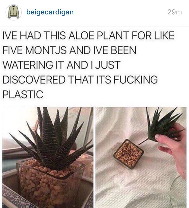 theyearofjoy's tweet photo. Can. Stop. Laughing. (And why I'm cool with faux #succulents) -- #homedecor #plants #humor #profaux #decorating https://t.co/NCspdrg78W