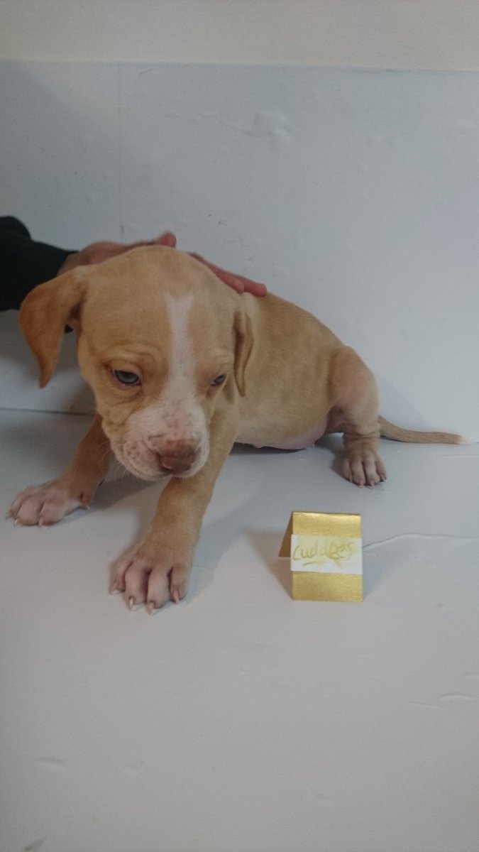 clipperrap's tweet photo. #puppies #for #sale https://t.co/JEJlDyk7DW