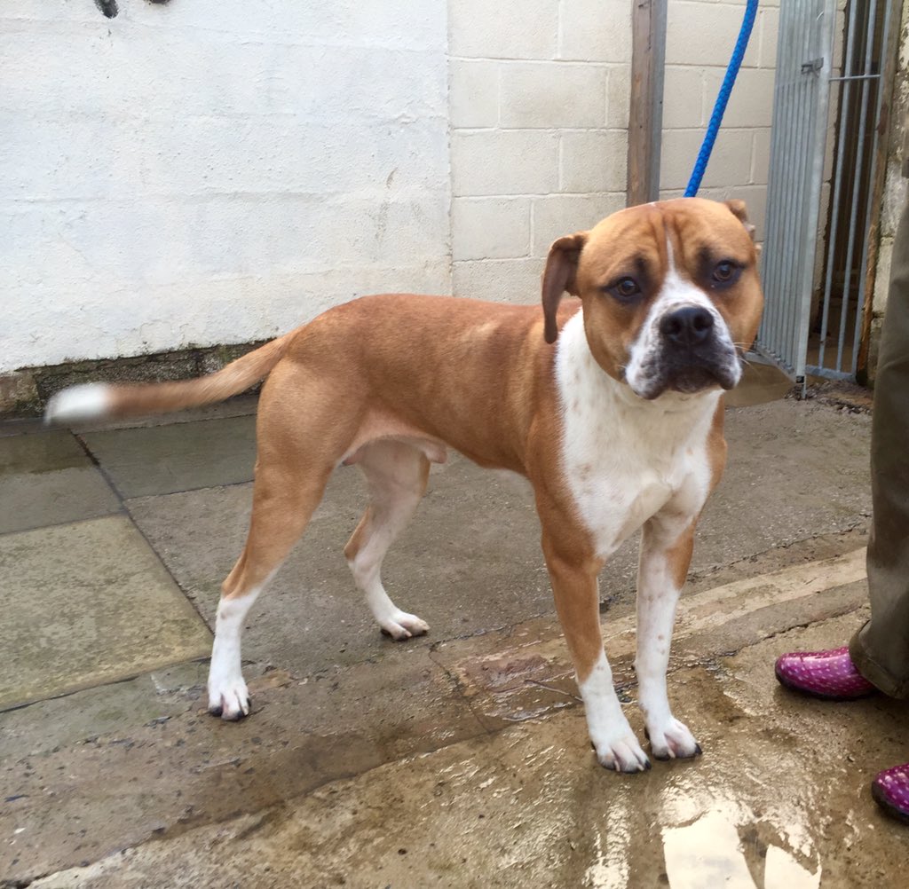 CorynRDR's tweet photo. Please meet Fergus, just arrived in at the stray kennels &amp; will need help in 7 days if not claimed 😥 https://t.co/3ltV4U2nRZ