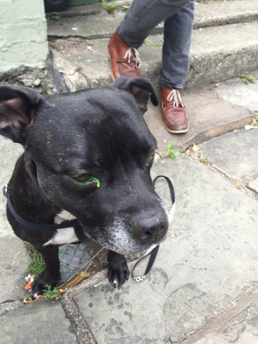 Green eyed monster, a little rinse to get rid of some eye bogies #dogsoftwitter #greenwichdog #doglife  #dogsvscats