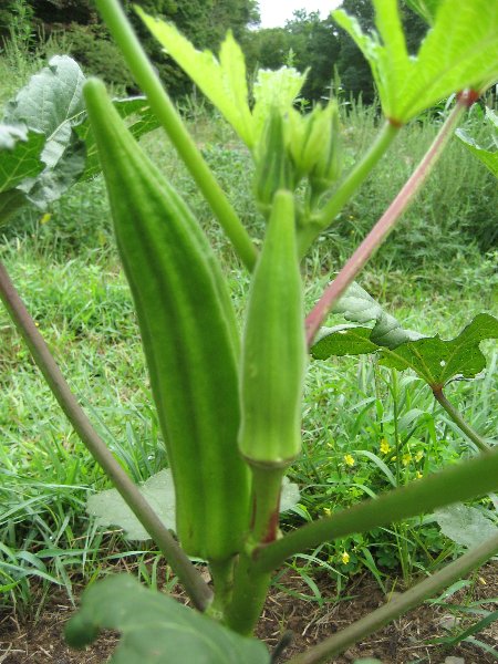 Sychomine's tweet photo. Okra plant cures Diabetes, Asthma, Cholesterol, Kidney Disease https://t.co/wB4qsLK9EJ