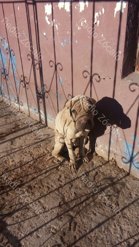 rep_urbano's tweet photo. @PROTECANI  @AmorCaninoPN  me reportan perro en riesgo en la Col. Bravo, entre Siglo XX y Consolidad #PiedrasNegras https://t.co/CWDbsJ49IN