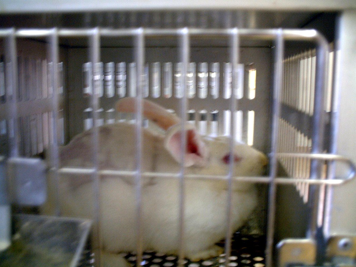 no_fur's tweet photo. 抗体をつくるために日々注射を打たれ血液を抜かれるウサギ。
動物を使って薬を作るな。人間なら他の方法を考えなさい。
 https://t.co/uDQpRlBJNv