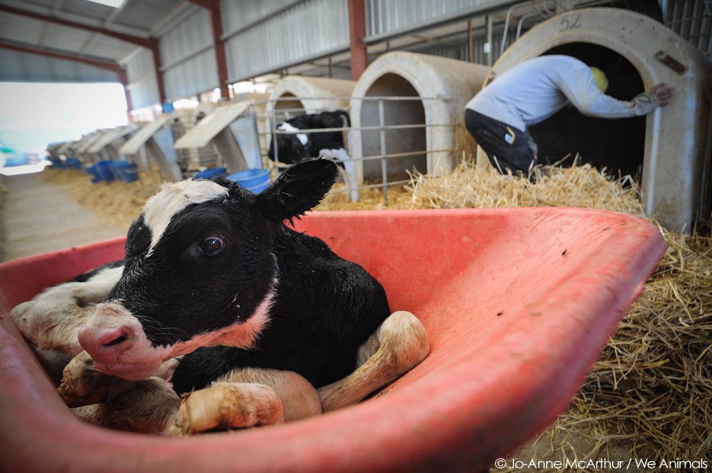 PETA Shares tweet media