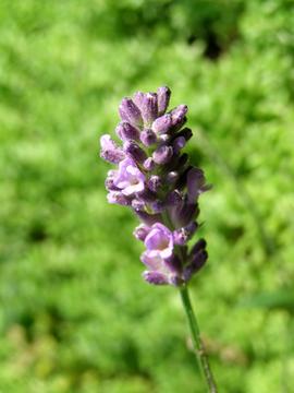 Did you know that #Mediterranean #LavenderTea can help alleviate #insomnia? sfg.ly/1OEJz7D