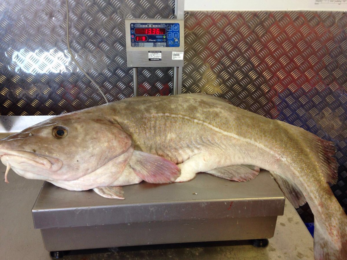 kiamdocherty's tweet image. Today's fresh local whole cod just for you @MikeyThreeOaks