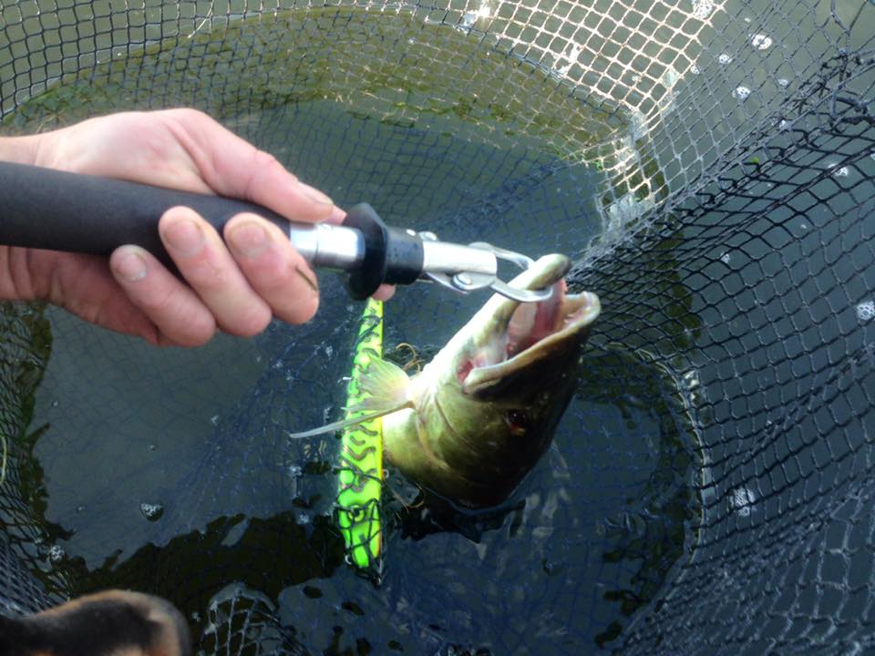 BrotherhoodBait's tweet photo. "Wake Up Call" dive and rise prototype #musky #fishing #gotabite https://t.co/Abpp32iyTs