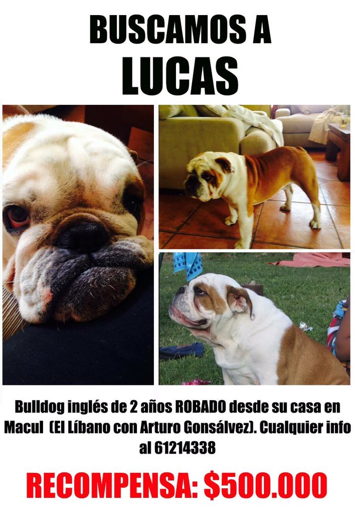 fairytela's tweet photo. Bulldog robado sector Macul, recompensa $500.000.- #Lucas Favor RT @ParedesDl @patrmarsh @Verofilu @Maculparatodos https://t.co/AmrZvy6iLP