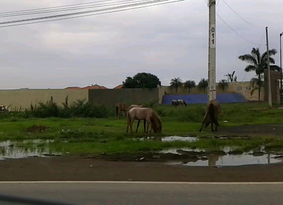 LinchJaramillo's tweet photo. @comunidadgye #denuncioque via Puntilla Salitre hay animales en mitad de carretera dia y noche sin control, peligro. https://t.co/405MPjmQAI