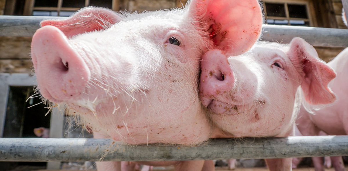 If meat could talk, would you still eat it? dlvr.it/KTTZfj