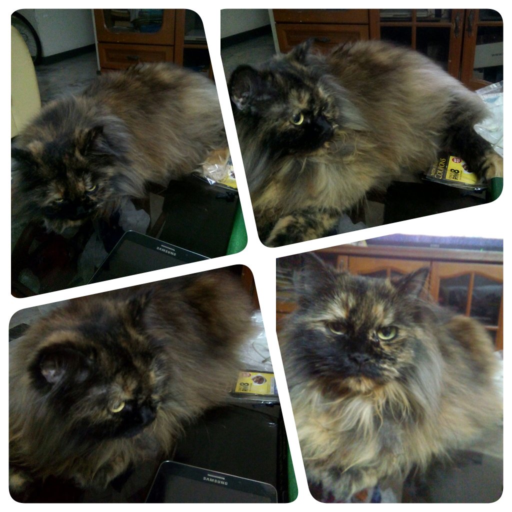 nekosshrodinger's tweet photo. of course she wants to claim what little space is left on the coffee table 😄
#Michacha #CatsOfTwitter https://t.co/93sHAEw0zF