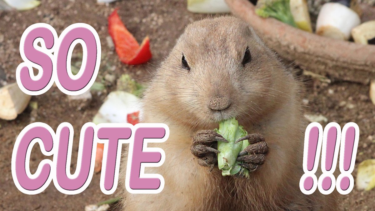 HumourTop's tweet photo. Chien de Prairie le + #Mignon au Monde quand il mange de la Salade
#Prairiedog #lol #cute 

https://t.co/qdIbNg51gK https://t.co/eWskyUffGO