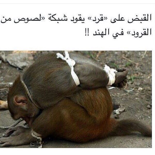 Llldddlll's tweet photo. لوووووول https://t.co/Z0IyS24eQy