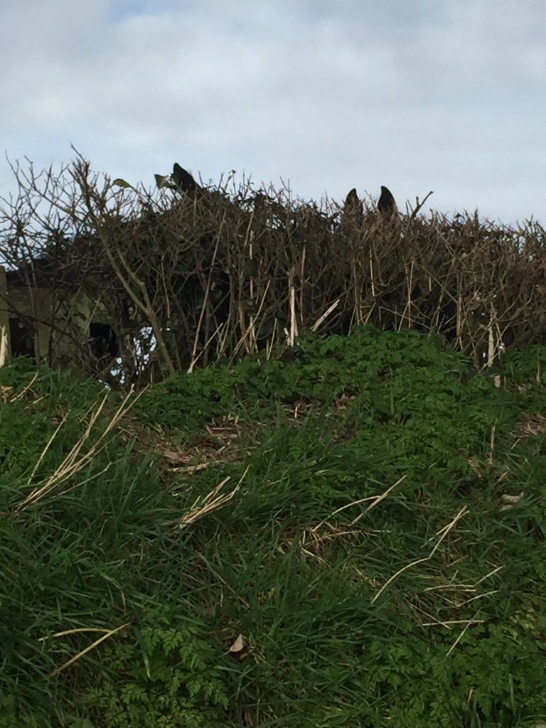 LubriSyn's tweet photo. Looks like this fella heard the #Lubrisyn team were on the ground in Kildare https://t.co/HZCEC7OKNY