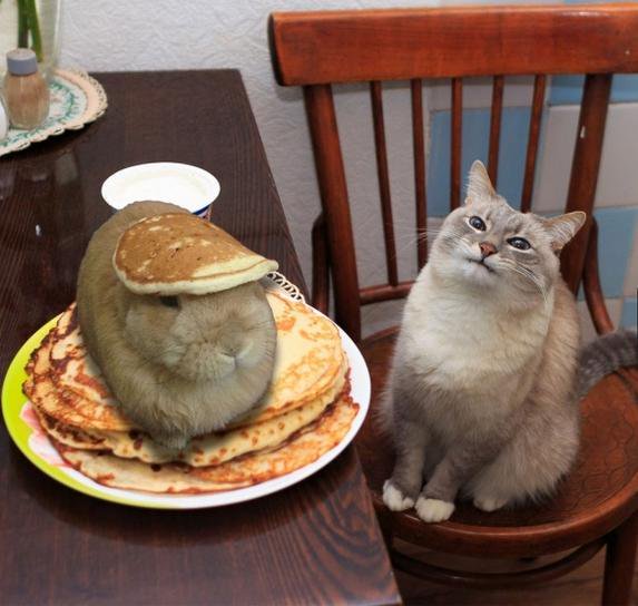 CatsLoveSpace's tweet photo. "Waiter... there's a hare in my pancakes!"
#PancakeDay https://t.co/OKARaw35jm