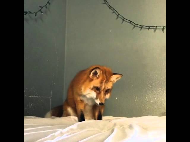 autoplayco's tweet photo. Confused fox gets lost in the domestic world https://t.co/vqFyAVJN9v #thebestthingontheinternet https://t.co/KFGlETNIg3