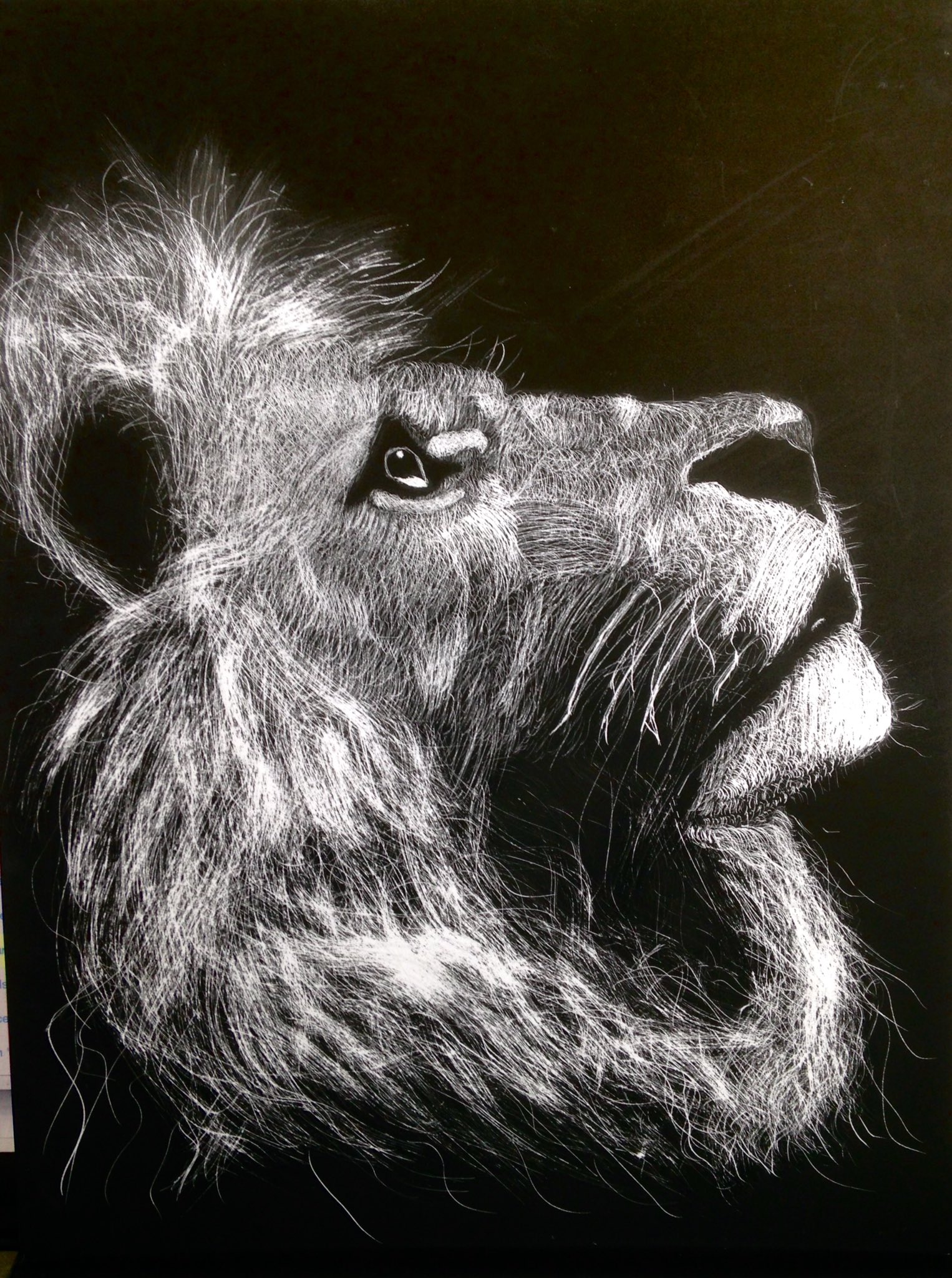 scratch board lion art