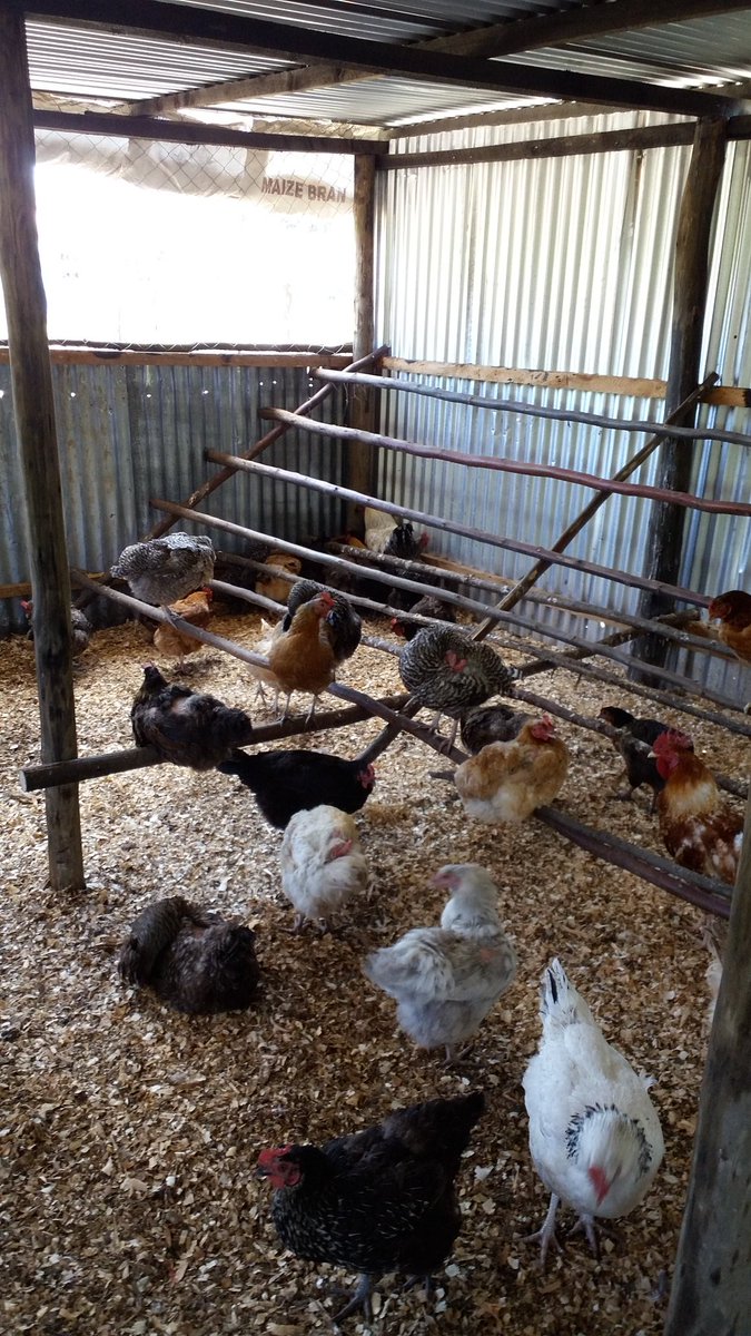 Proper perching area for birds needs to be done properly. Contact us on 0726470140