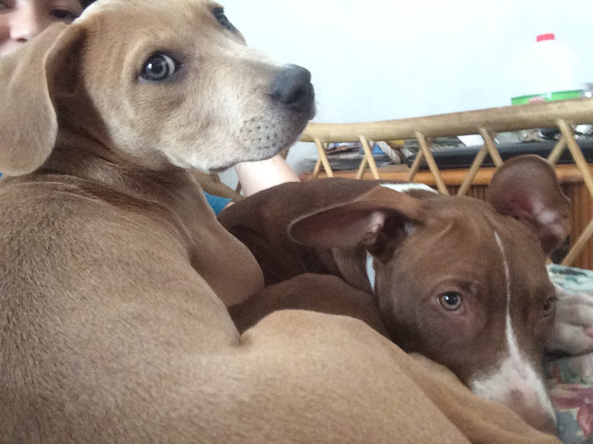 janicestephmma's tweet image. morning cuddles with the babies #pitbullpower