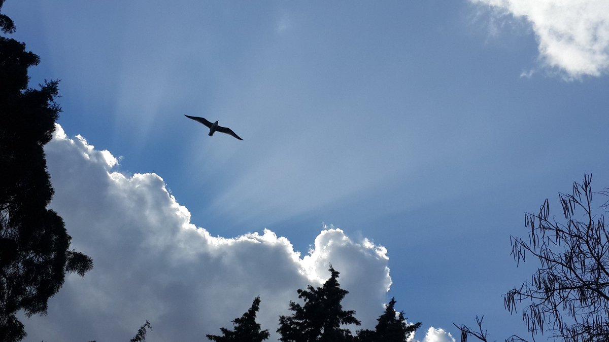 meralunur's tweet photo. #nofilterneeded #filtresiz #izmir #uckuyular #kus #marti #bird #seagull #sky #mavi #beyaz #blue #white #ucmak #fly https://t.co/aBqQXeaGRa