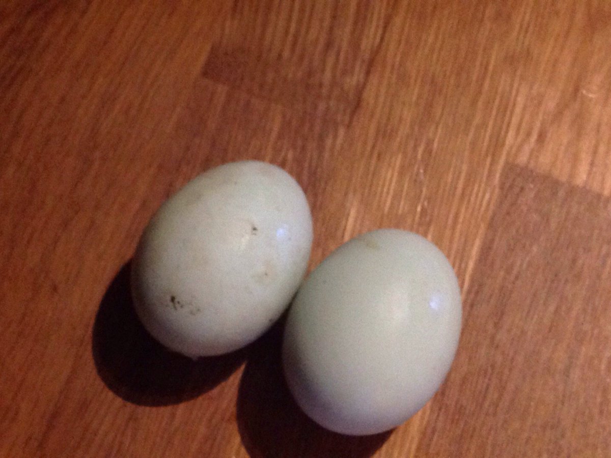 Grow_Pains's tweet image. Oh my. Golly gumdrops, I am soooooooo excited! Look what I found in the nestbox: blue-green eggs! #colouredeggs.