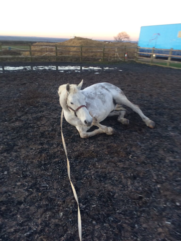 When a 10 minute leg stretch on the lunge turns into a mud bath 😂😂😂