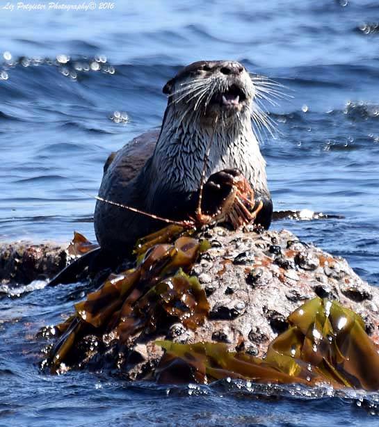 Lunch #PringleBay Middagete #Pringelbaai foto Liz Potgieter <a href="/diebloubakkie/">Bloubakkie</a>