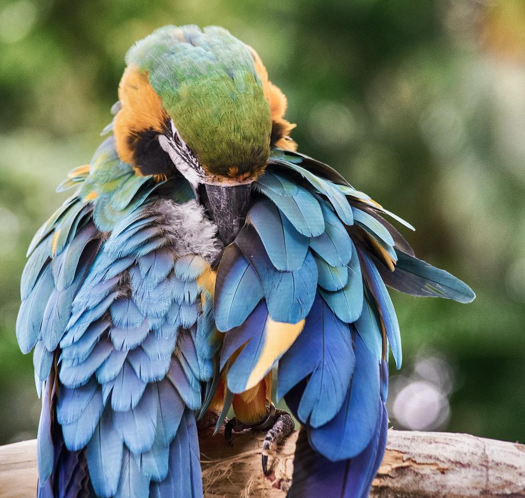 LuisadaSacha's tweet photo. Day 17 : Parrot
#OnePicEveryDay
https://t.co/JFkRvNJWNh https://t.co/gRlByTckL5