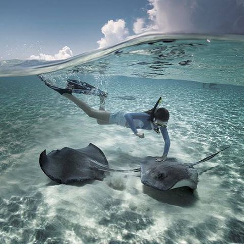 Cruisenation's tweet image. Is this on your travel bucket list? #Scuba #Stringrays