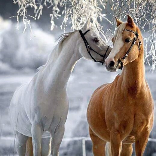 Can Dalöz (@candaloz) on Twitter photo 