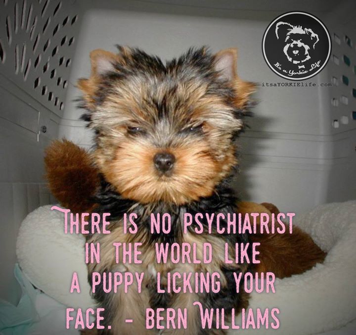 Puppy kisses rule! #itsayorkielife #yorkie #yorkshireterrier