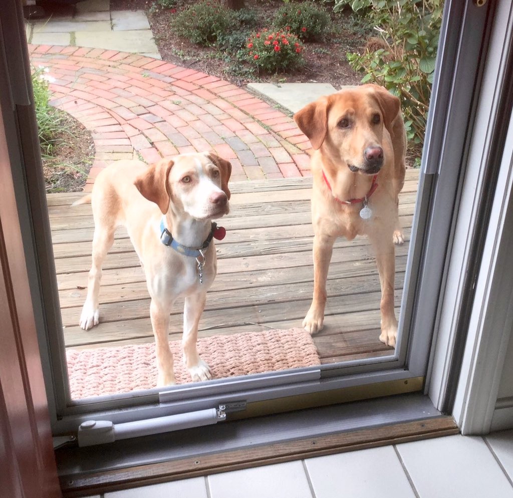 Knock knock. Can we come in now? #doglife #dogfriends #rescuedog #love