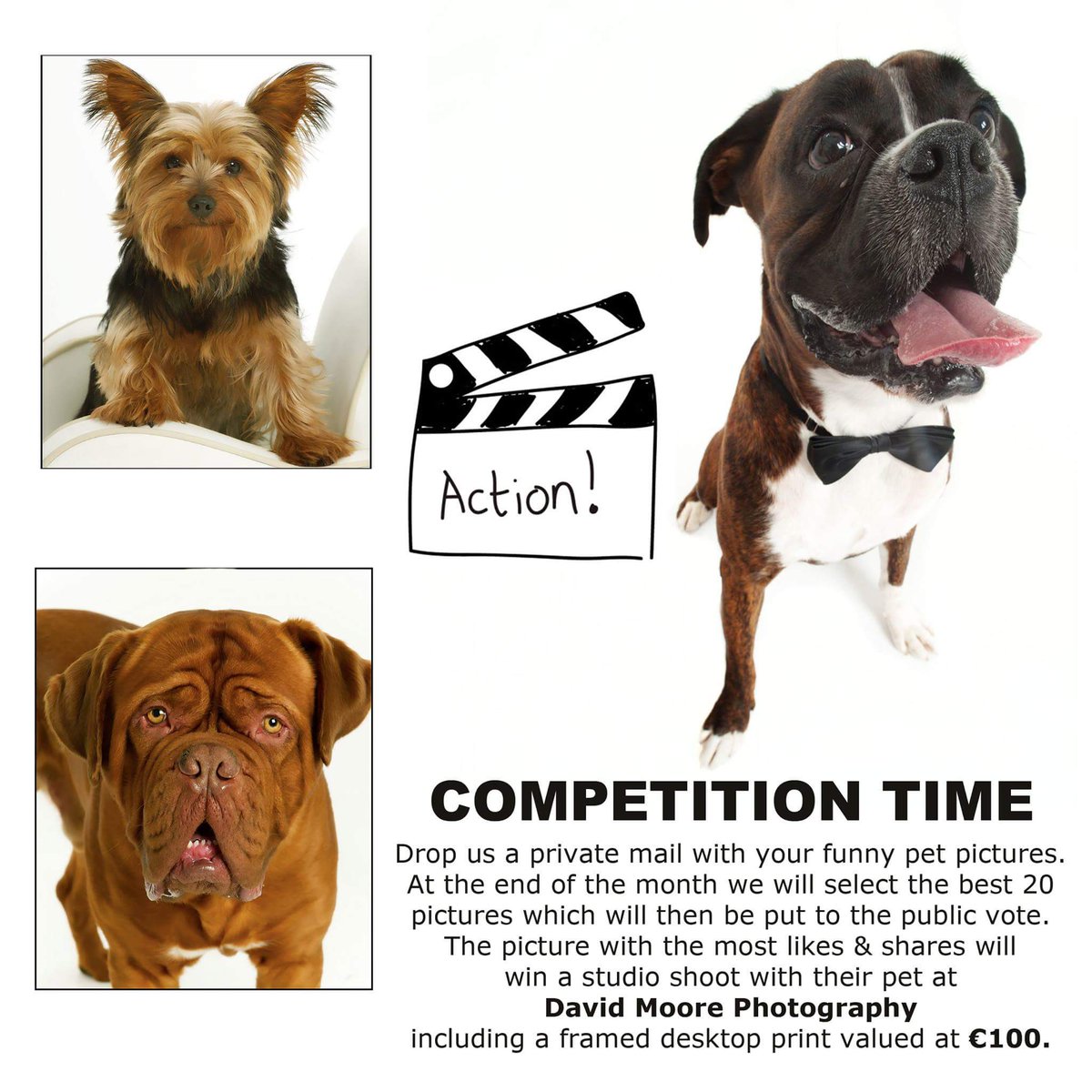 DavidMooreTrim's tweet photo. Head over to our facebook page for more details https://t.co/LAKoeJnQxw #petlovers #loveyourpet #studioshoot #pets https://t.co/a463T1fvnx