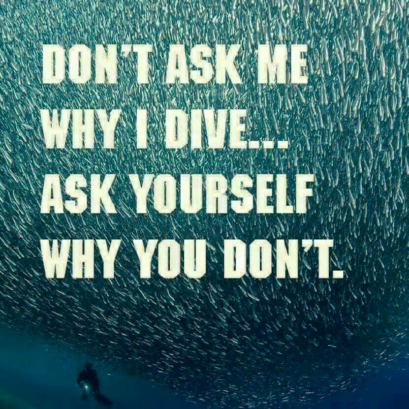 Epic Divers (@epicdivers) on Twitter photo 