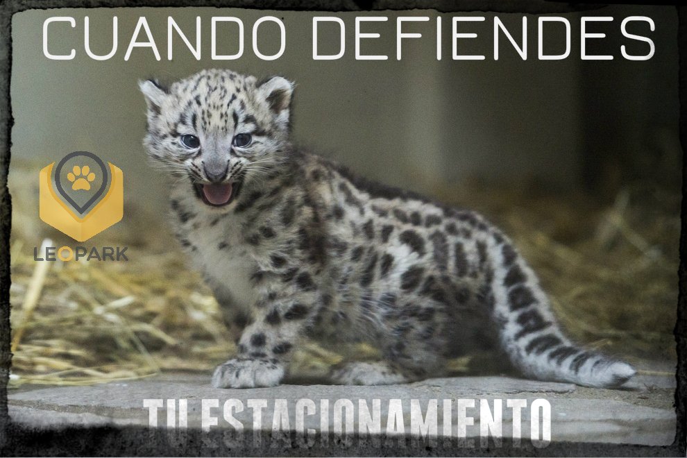 leopark_mx's tweet image. Cuando te quieren ganar el último cajón disponible y lo volteas a ver