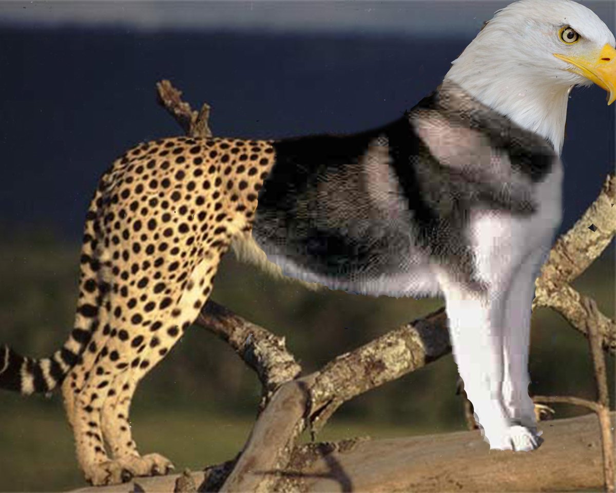 JRLGD1's tweet photo. #RHSGDI  combined it with a cheetah, husky and an eagle https://t.co/d7vyh9qWtP