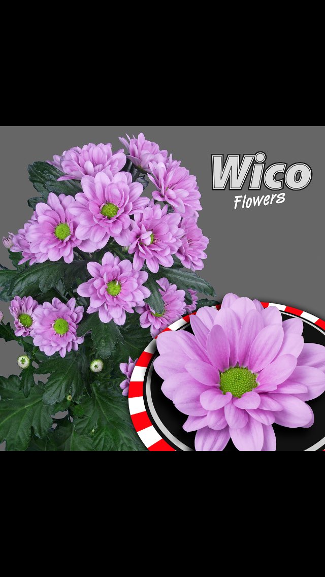 Morgen zal het nieuwe veelbelovende ras #Mayfair van #WicoFlowers in #Naaldwijk worden geveild 🌸