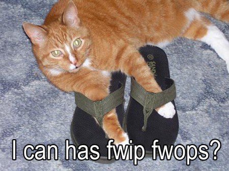 LOL_Cats (@lolcats_fun) on Twitter photo 