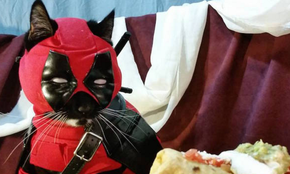NerdApproved's tweet photo. Catpool Wants Dat Chimichanga. See more: https://t.co/fhgBwxmzQ4 #Deadpool #Cats https://t.co/PFCKGLSFS3