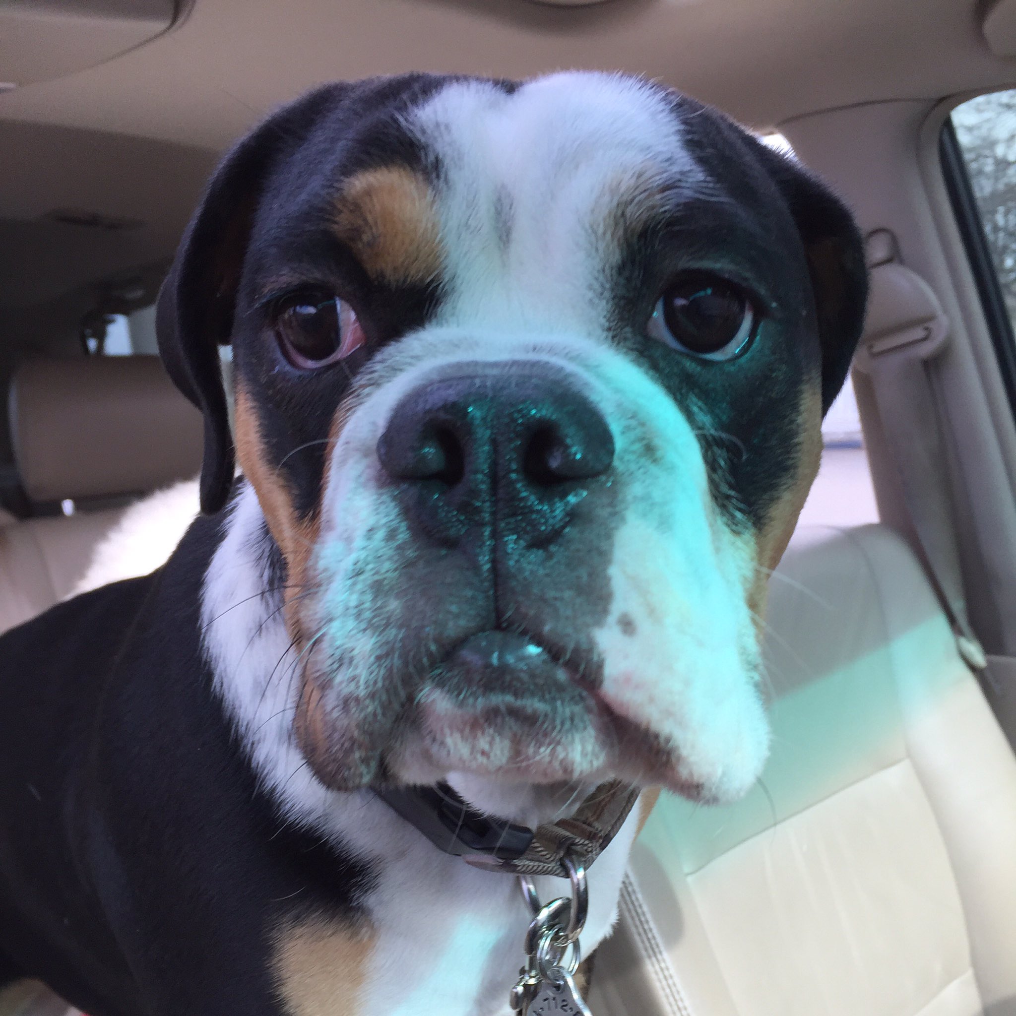 Half beagle clearance half bulldog
