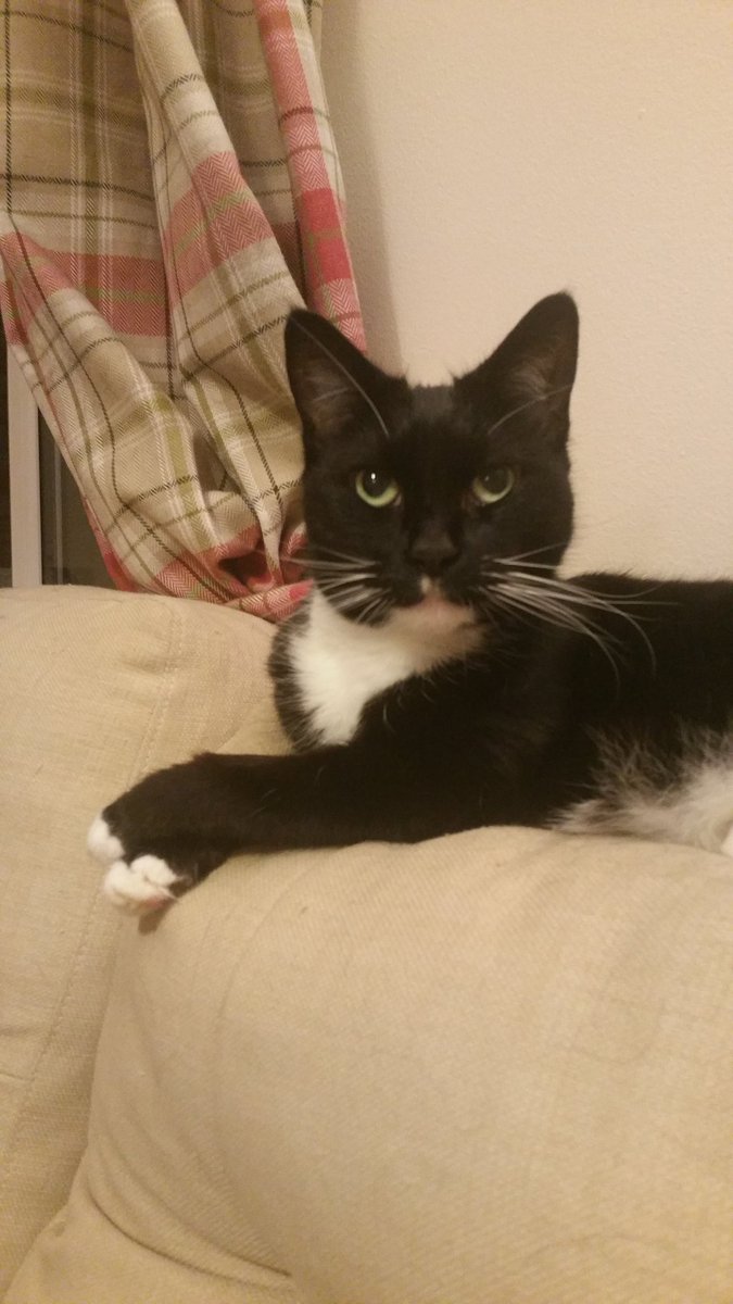 #catsvsdogs #teamcat #obvs #catsrule